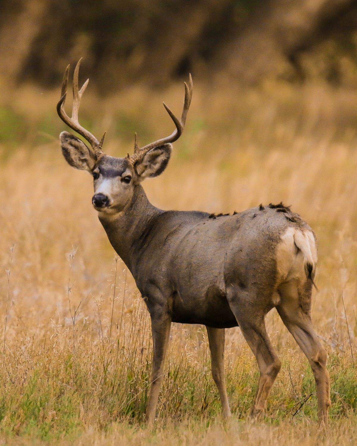 Texas Mule Deer Season 2024 Ted Janella